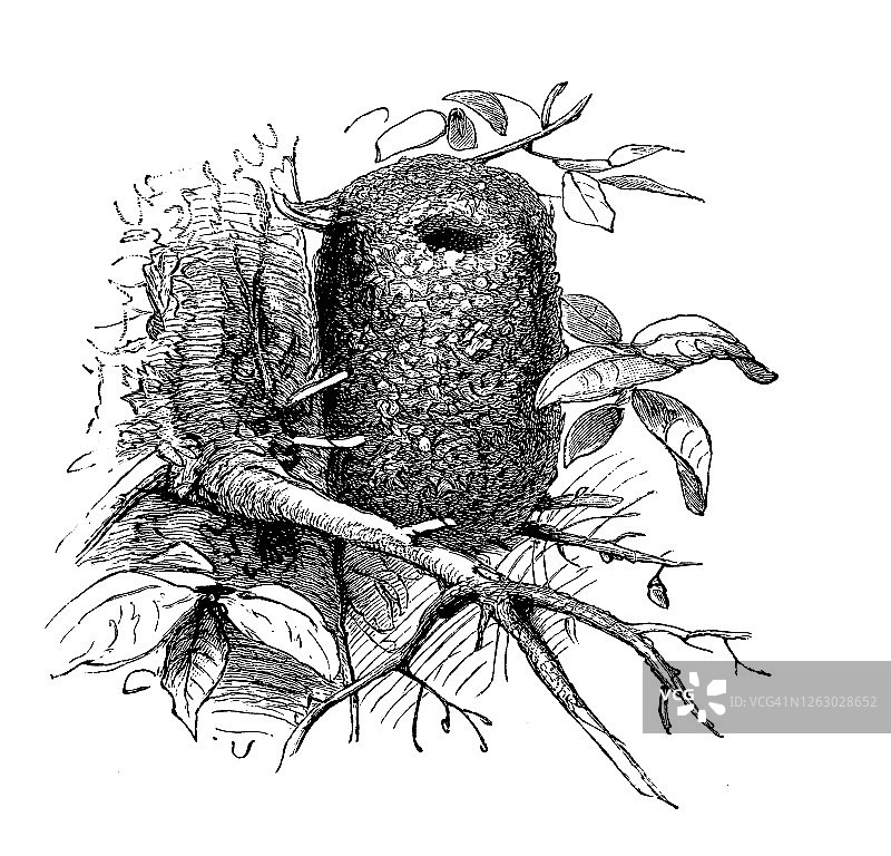 长尾山雀鸟（Acredula caudata）鸟巢的古老雕刻插图图片素材