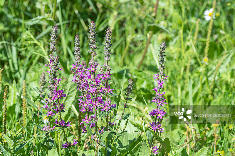 千屈菜花图片素材