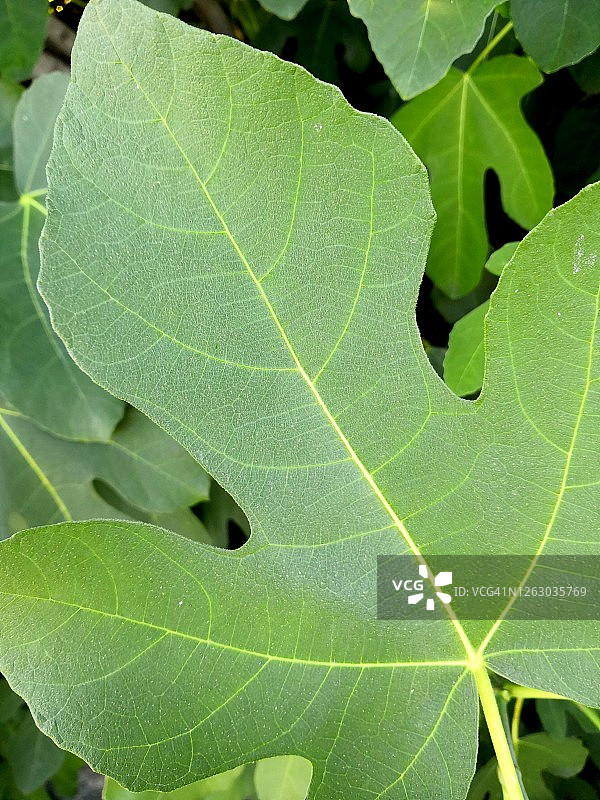 无花果叶图片素材