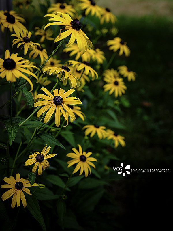 科德角岛海岸步道上盛开的黄色雏菊图片素材