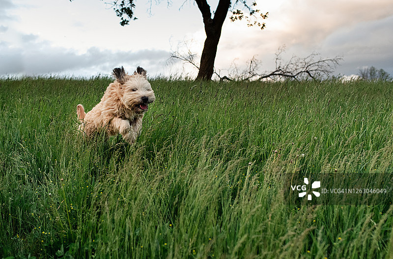 蓬松的狗狗在田野高高的草丛中奔跑跳跃图片素材