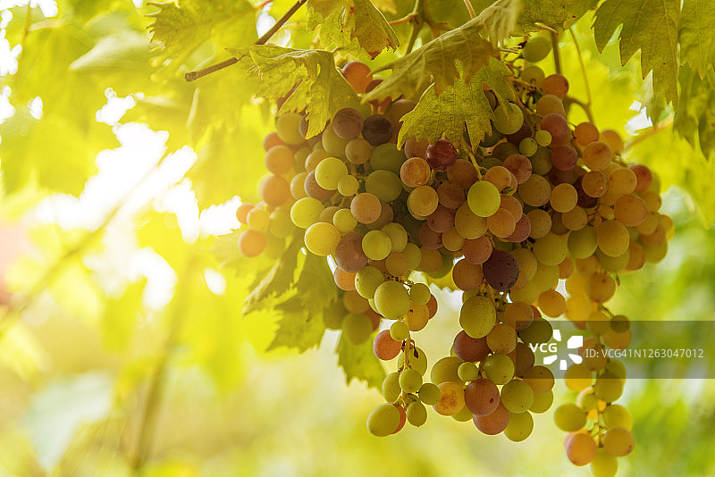 秋收时节的日落葡萄园图片素材