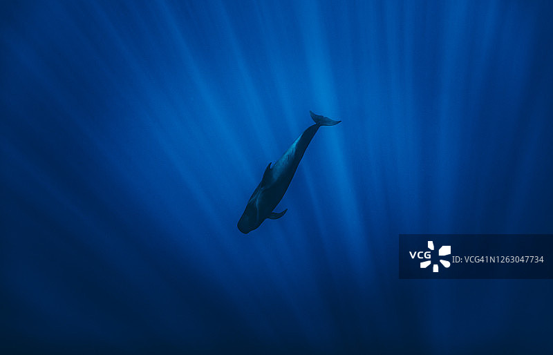 鲸鱼潜水海洋光线图片素材