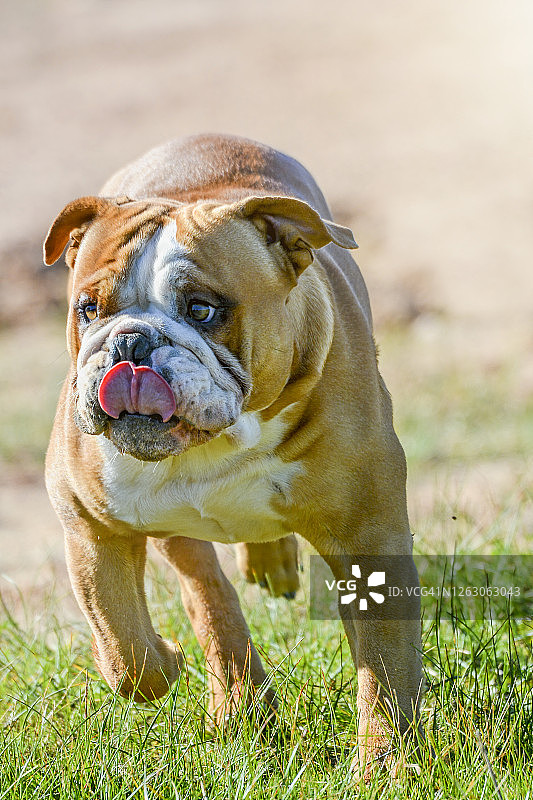 英国斗牛犬图片素材