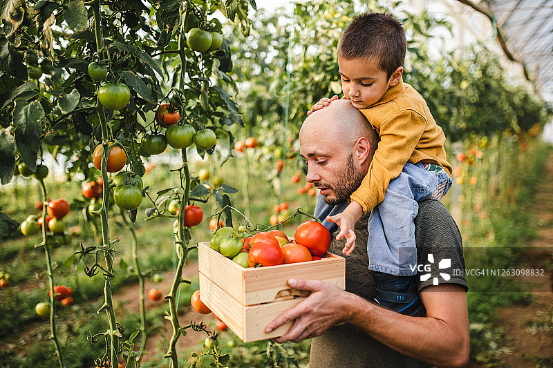 勤劳的农民抱着一箱西红柿，好奇的儿子坐在他的肩膀上图片素材