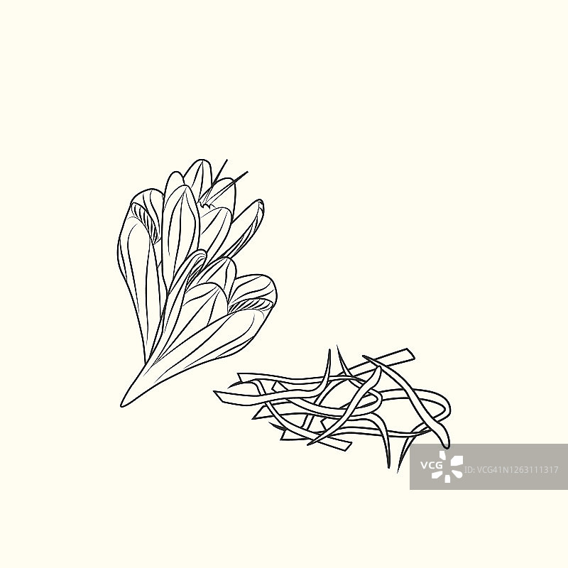 藏红花和花蕊墨水素描图片素材