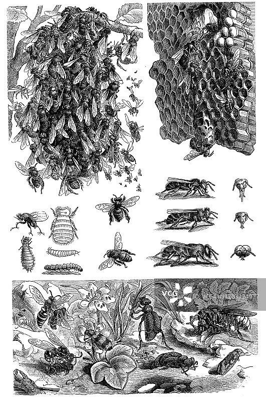 蜜蜂古老雕刻插图图片素材