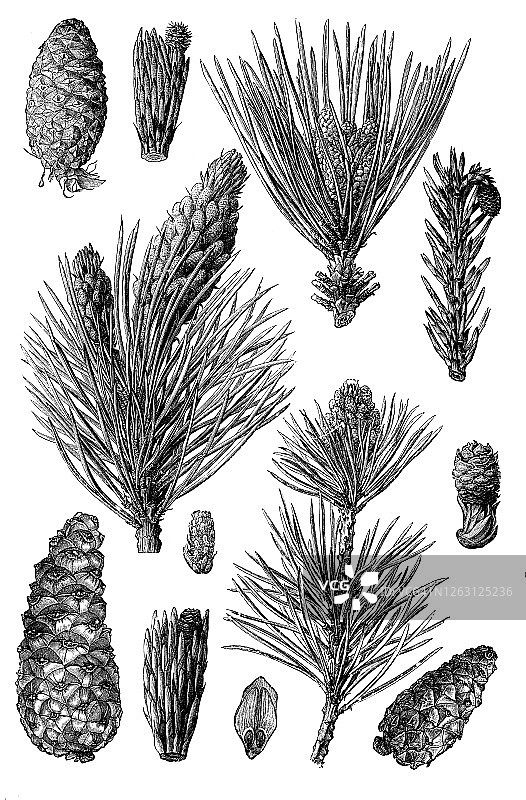 古老雕刻的松果插图图片素材