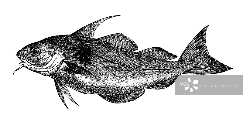黑线鳕鱼（Melanogrammus aeglefinus），鱼类学古老雕刻插图图片素材