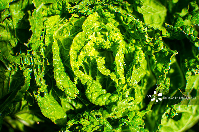 花园里的中国大白菜特写。美丽的绿色背景。图片素材