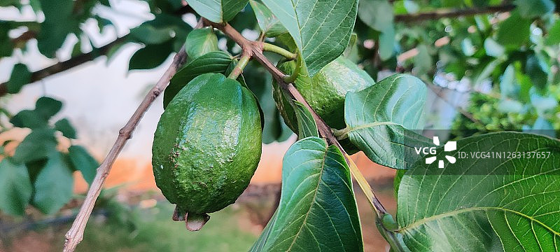 番石榴图片素材