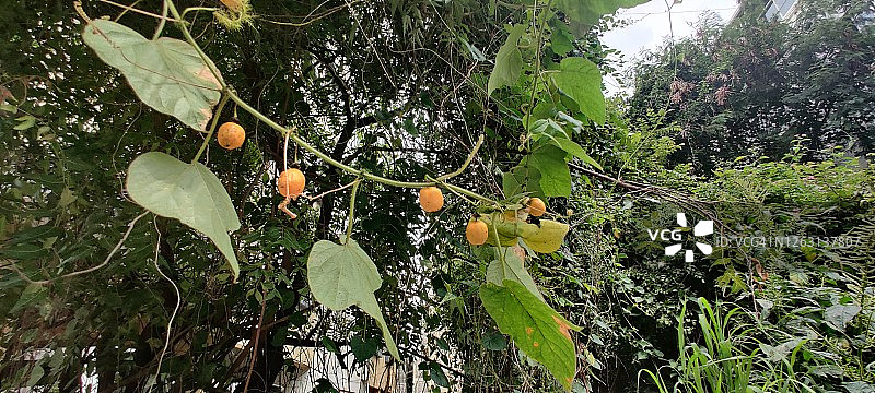 悬挂的水果图片素材