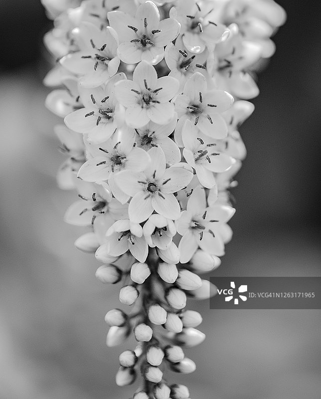 黑白影像：鹅颈珍珠菜特写图片素材