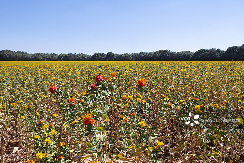 红花种植园图片素材