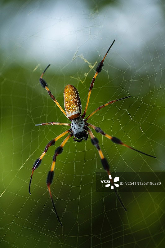 金色丝织球蜘蛛图片素材