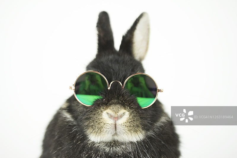 戴眼镜的兔子图片素材