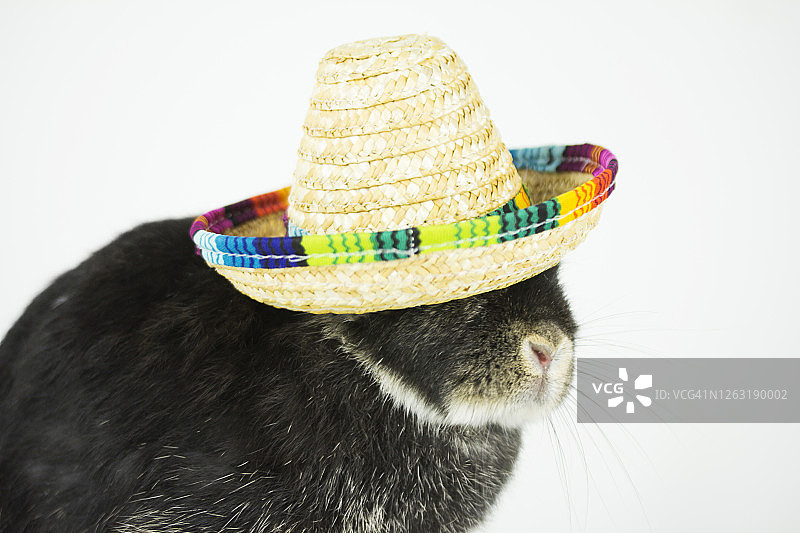 戴墨西哥帽子的动物图片素材