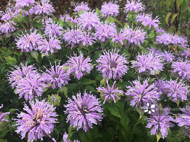 蜂香薄荷花，莫纳达，俄勒冈州图片素材