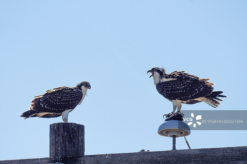 站在电线上的幼年鹗图片素材