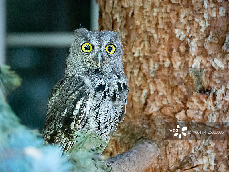 幼年西部鸣角鸮图片素材