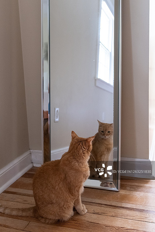 猫咪照镜子图片素材