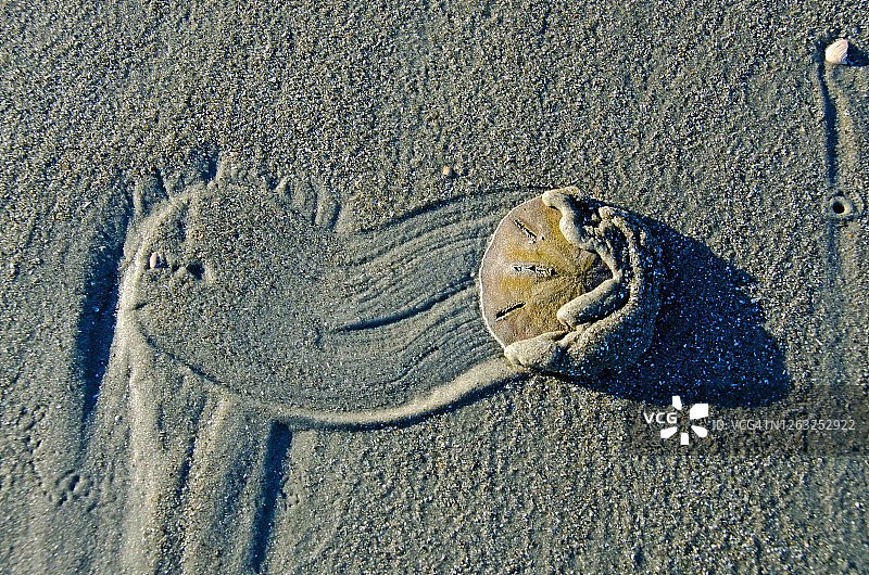 留下痕迹的沙钱图片素材