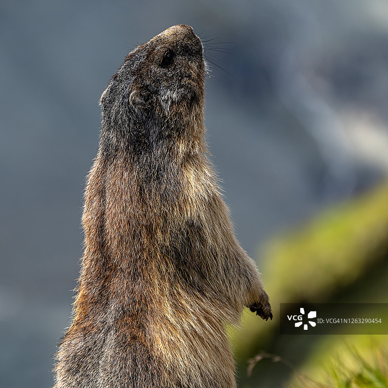 欧洲奥地利高山旱獭图片素材