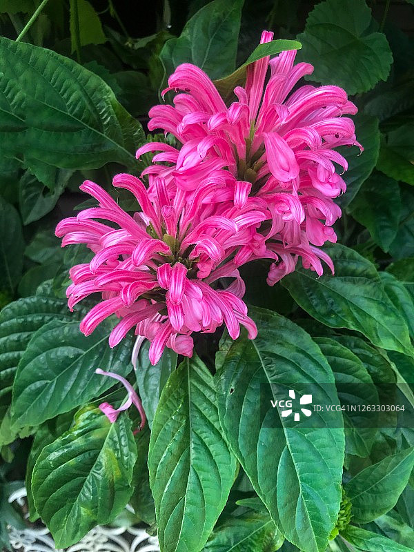 巴西羽状花、红楼花图片素材