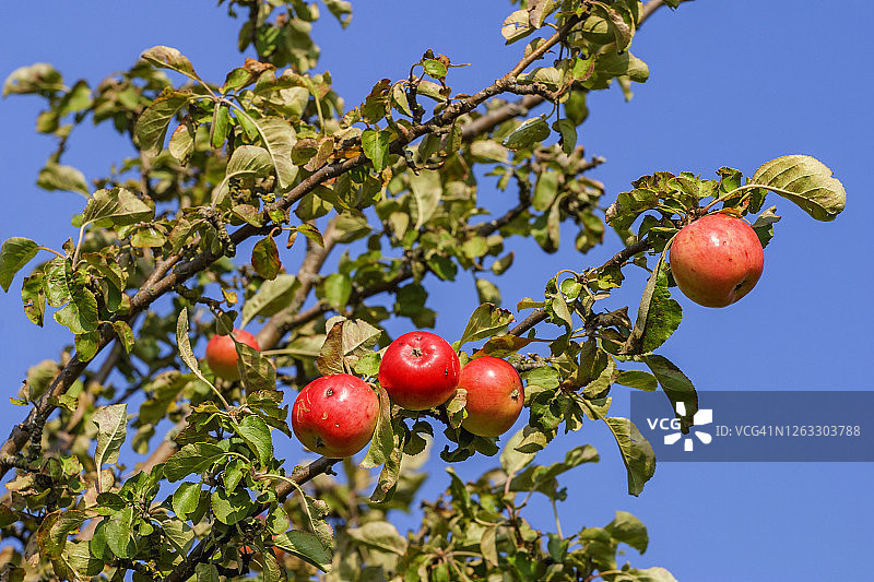 树枝上的红色成熟苹果图片素材
