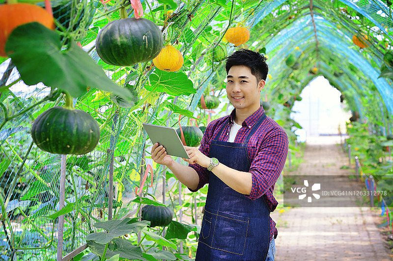 一名男性农民检查南瓜作物图片素材