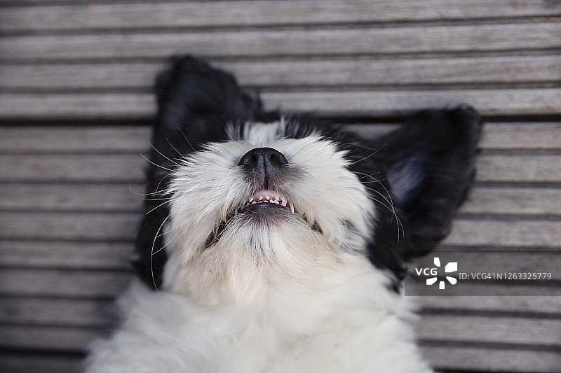 黑白小狗仰卧，露出乳牙的头像照图片素材