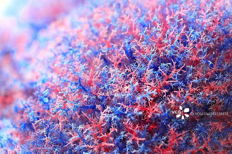 人体毛细血管样本特写图片素材