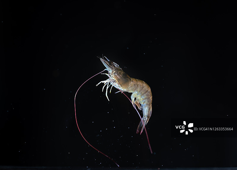 飞在空中的鲜活虾图片素材