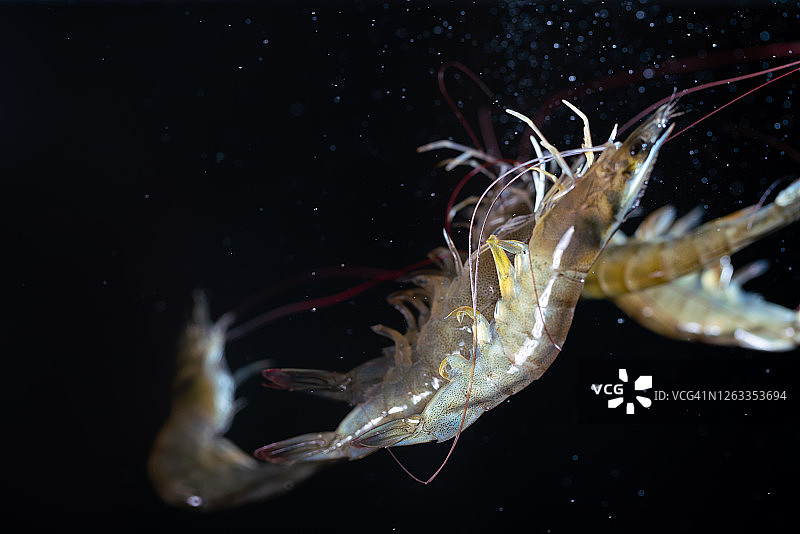 飞在空中的鲜活虾图片素材