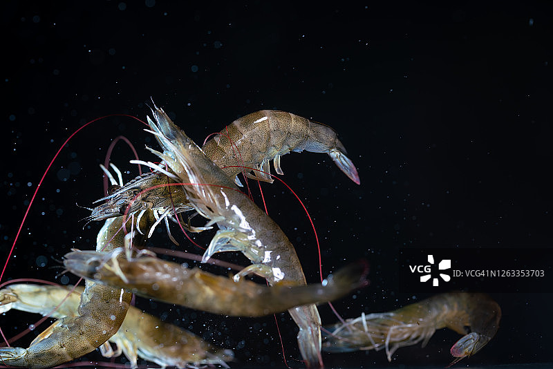 飞在空中的鲜活虾图片素材