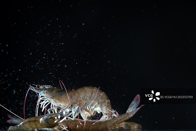 飞在空中的鲜活虾图片素材