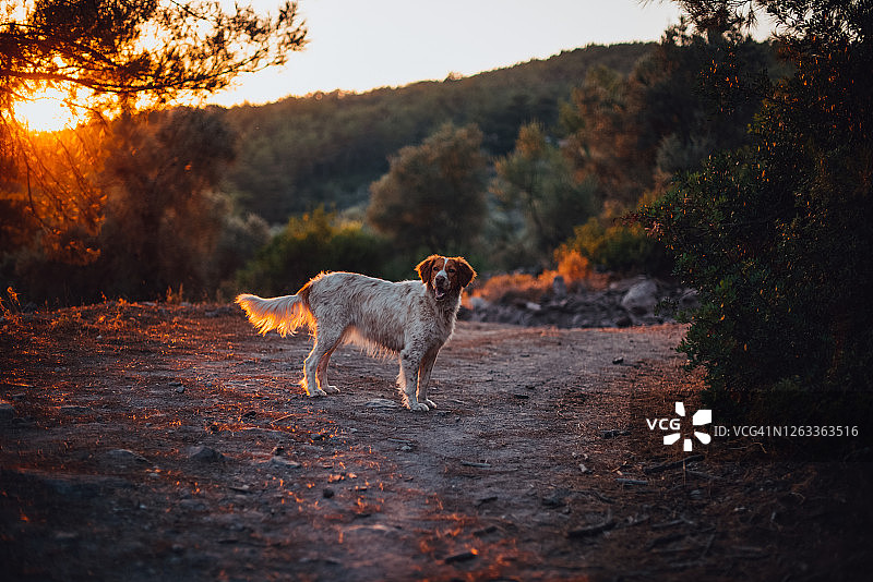 日落时分在森林中行走的指示犬图片素材