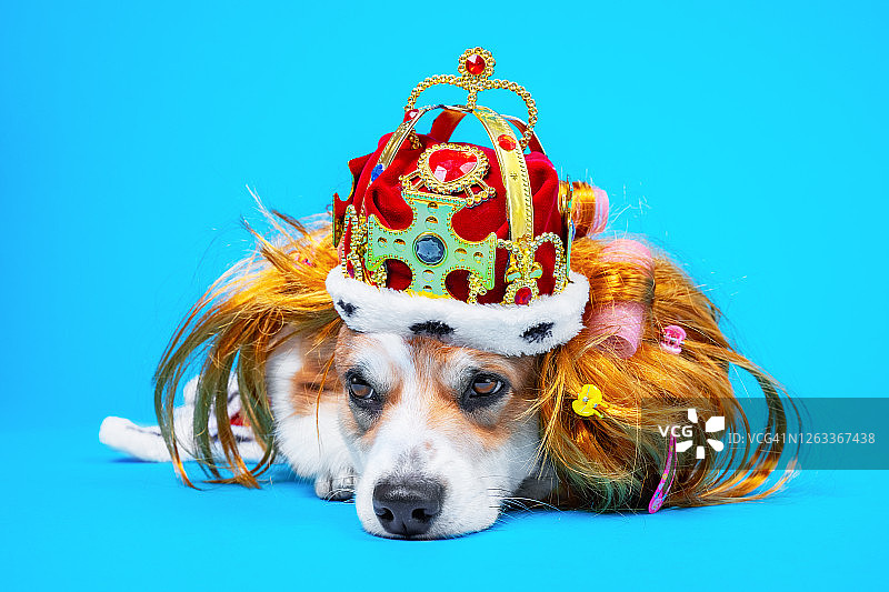 戴着红色假发和金色皇冠的威尔士柯基犬图片素材