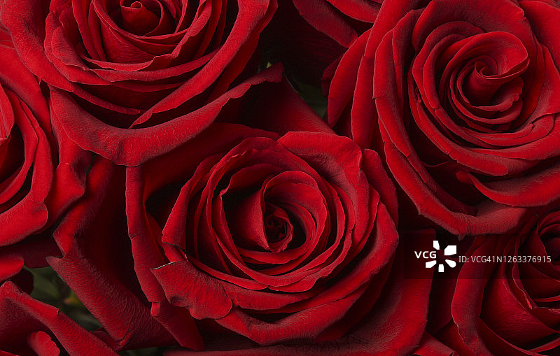 深红色玫瑰图片素材