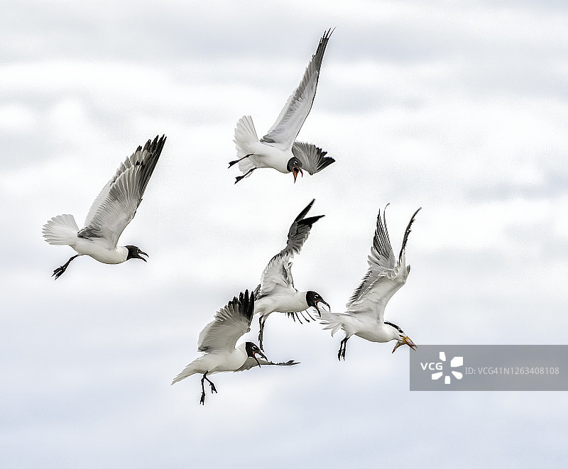 笑鸥与皇家燕鸥图片素材