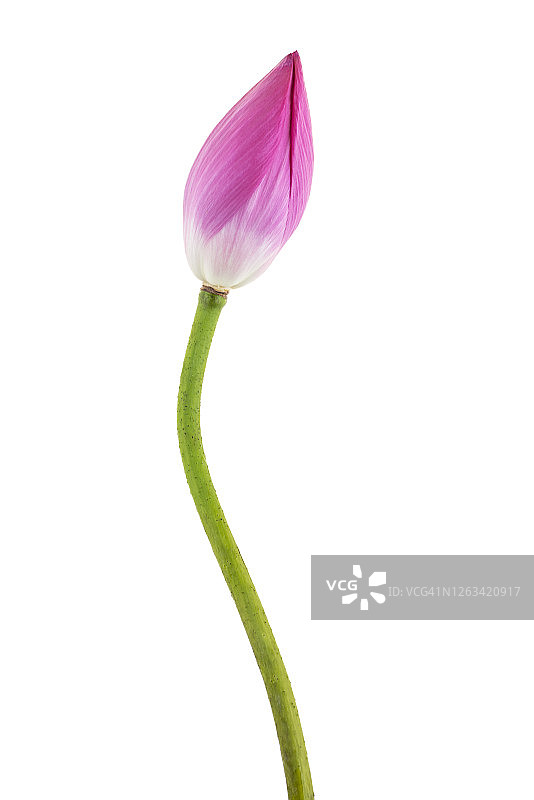 莲花花蕾图片素材