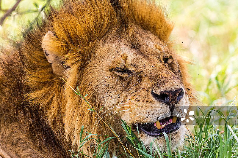 野外环境中的狮子图片素材