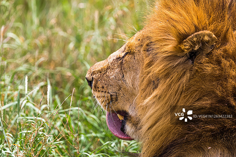 野外环境中的狮子图片素材