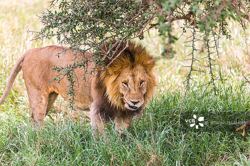 野外环境中的狮子图片素材