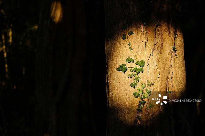 夏日傍晚树上长满常春藤的阳光图片素材