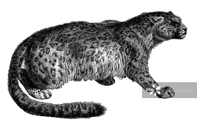 雪豹古版画插图图片素材