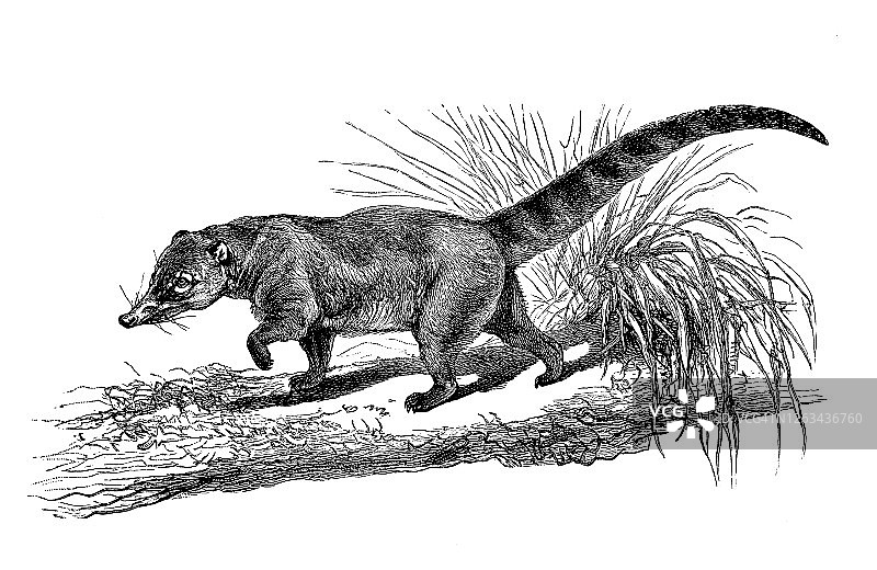 古老的雕刻插图：白鼻浣熊图片素材