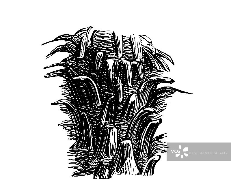 欧洲棕榈或地中海矮棕榈（Chamaerops humilis）的古老雕刻插图图片素材