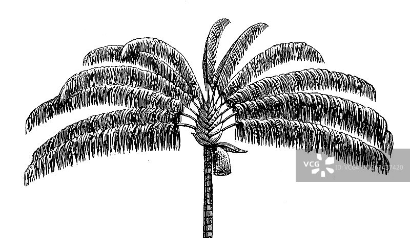 巴西棕榈树古老雕刻插图图片素材