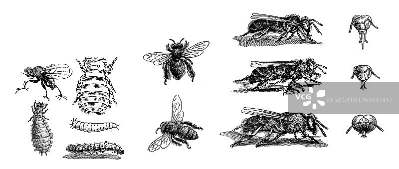 蜜蜂古版画：雄蜂、蜂王和工蜂图片素材